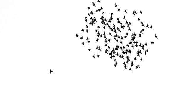 Canva - Bird away from the flock