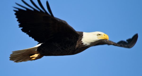 Canva - Eagle in Flight