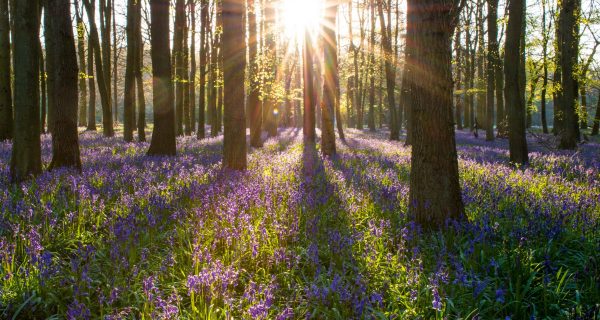 Canva - Forest with Bluebell Flowers